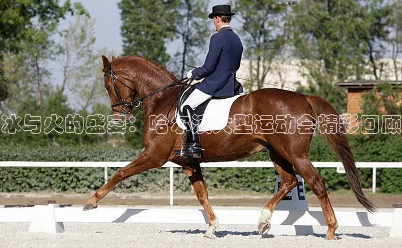 冰与火的盛宴：哈尔滨大型运动会精彩回顾